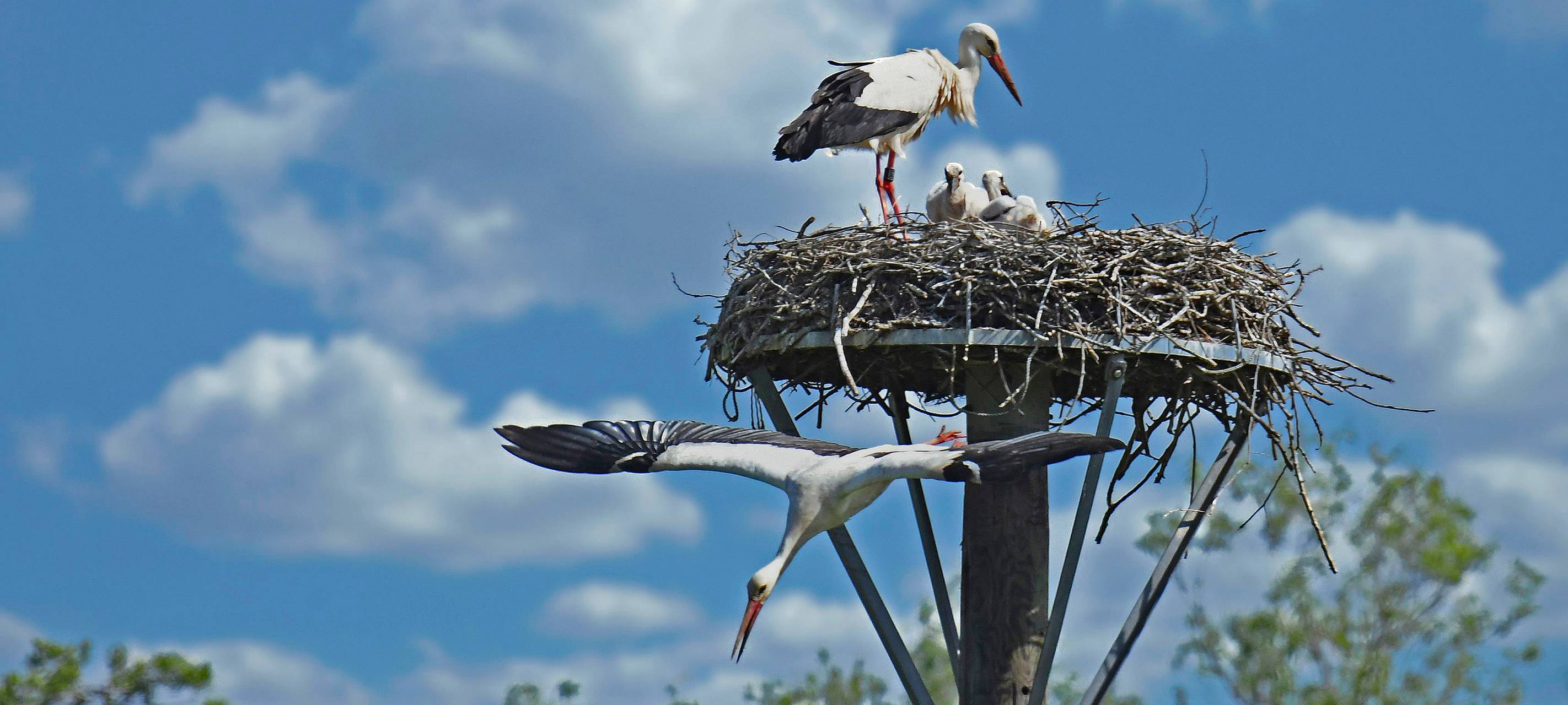 Richard Grünewald: Störche in Fröndenberg
