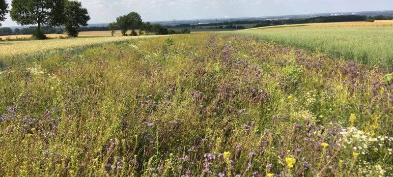 Kritik von Landwirten an Agrarpaket