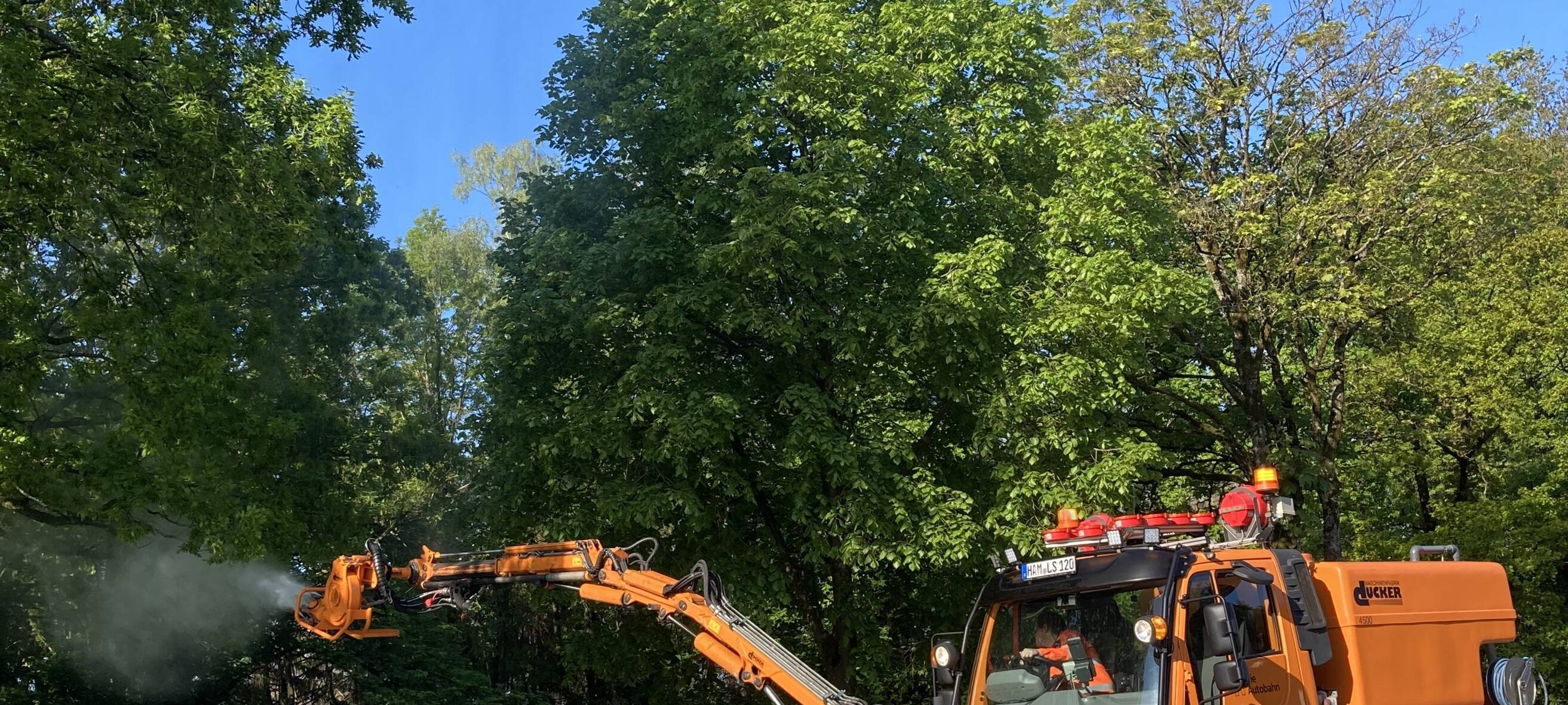 Biozid gegen den Eichenprozessionsspinner