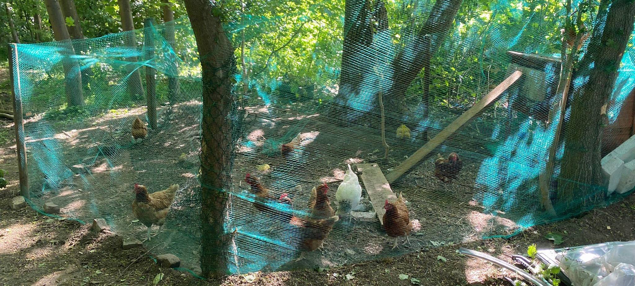 Kamen: Gestohlene Hühner wieder da