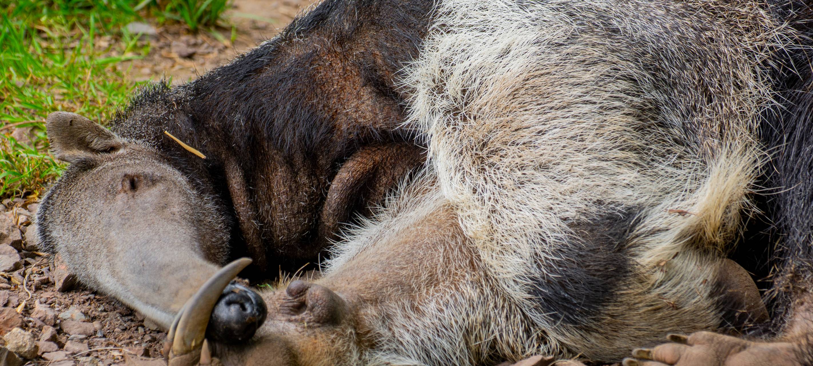 Älteste Ameisenbärin der Welt gestorben
