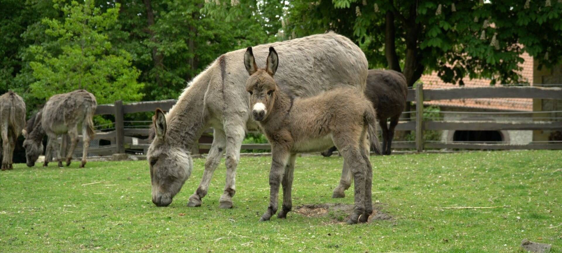 Fröndenberg: Esel machen Ausflug