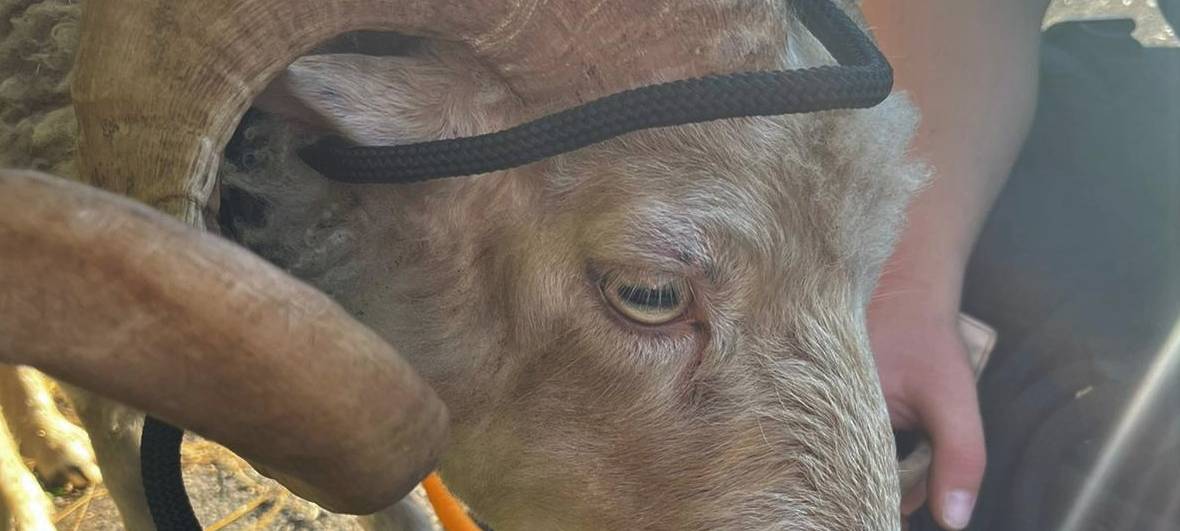 Bönen: Schafbock auf Autobahn