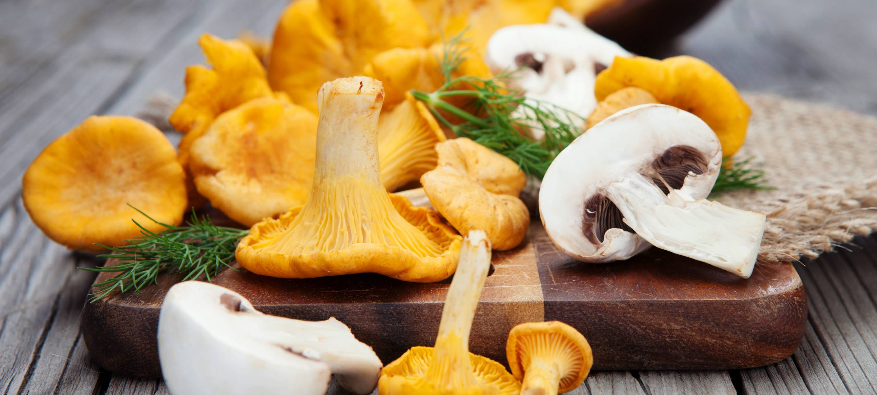 Dortmund: Pilzsammler findet Granaten und Munition