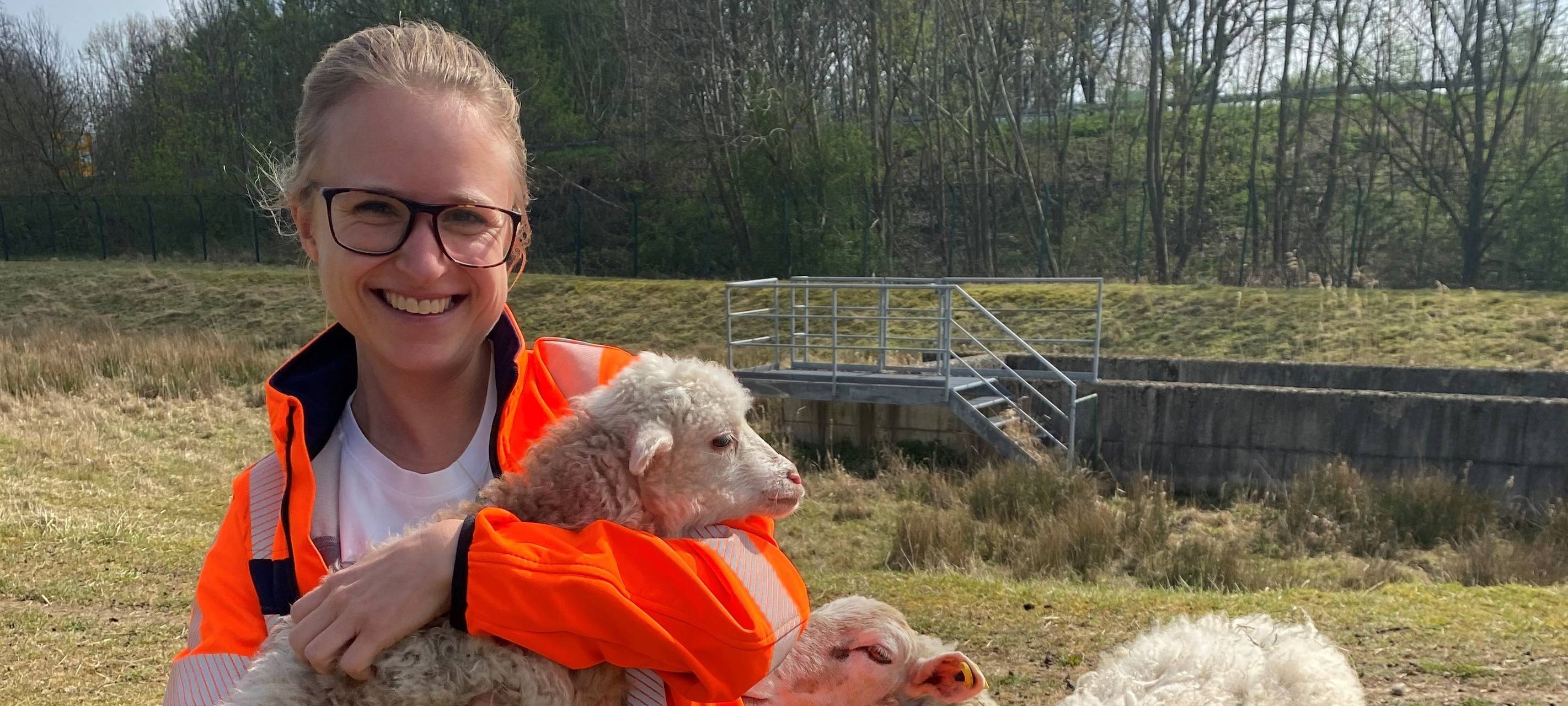 Lünen/Dortmund: Schafe als Rasenmäher an der Autobahn