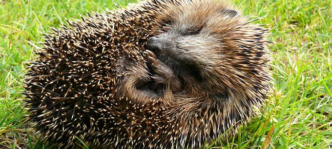 Schwerte: Mähroboter gefährden Igel