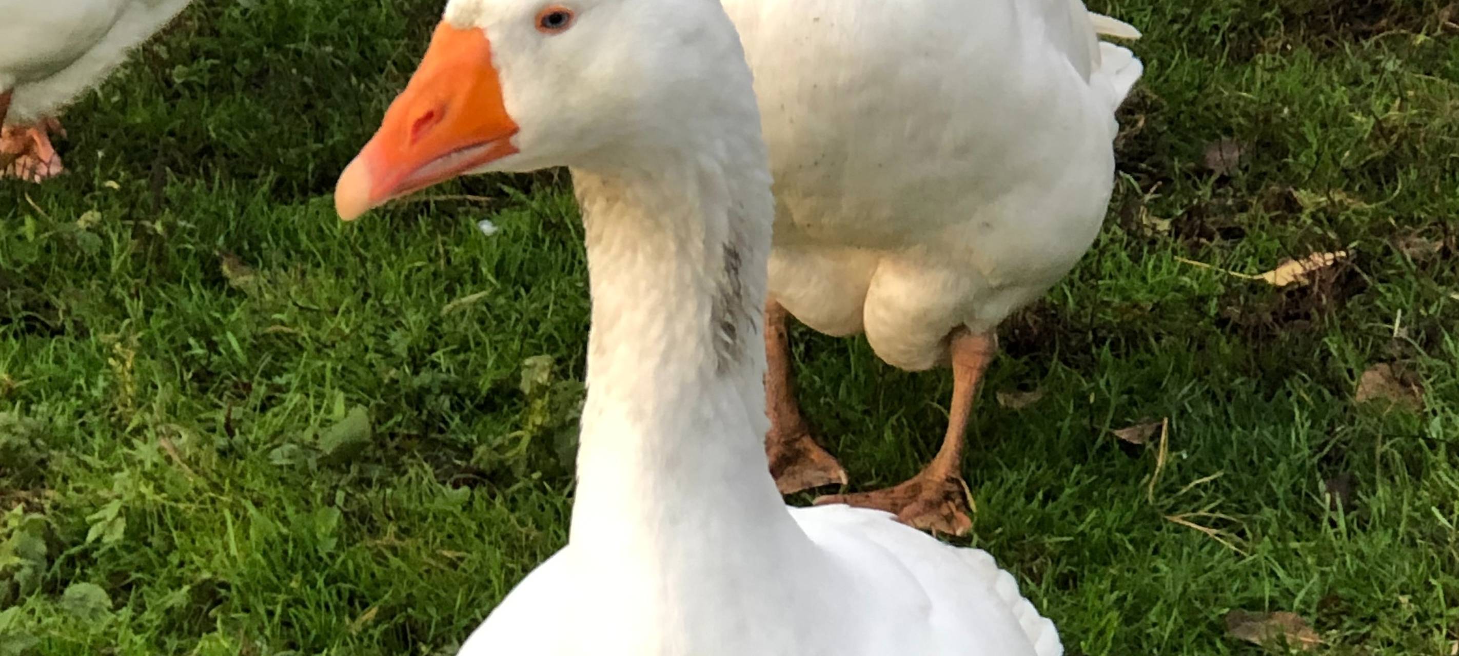 Vogelgrippe bei toter Graugans im Kreis Unna bestätigt