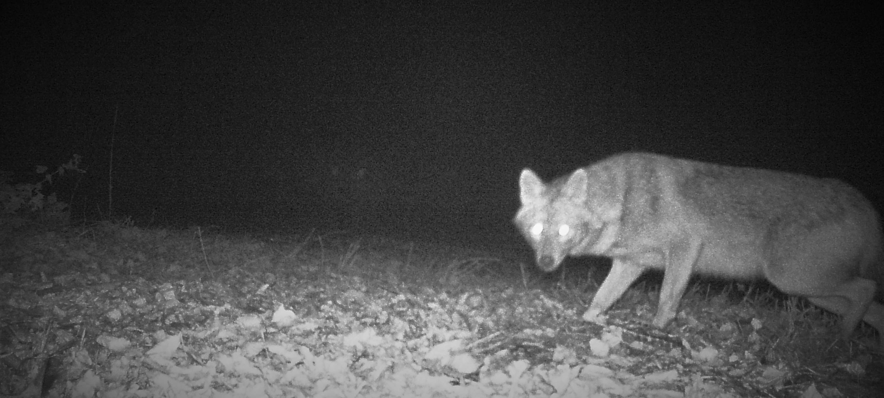 Bei Bergkamen: Goldschakal gesichtet