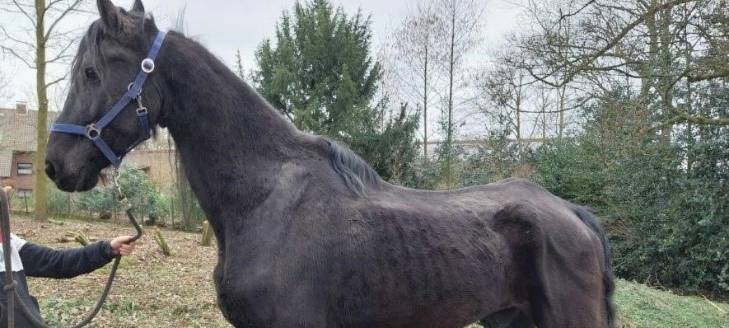 Neue Pferdehalter gesucht