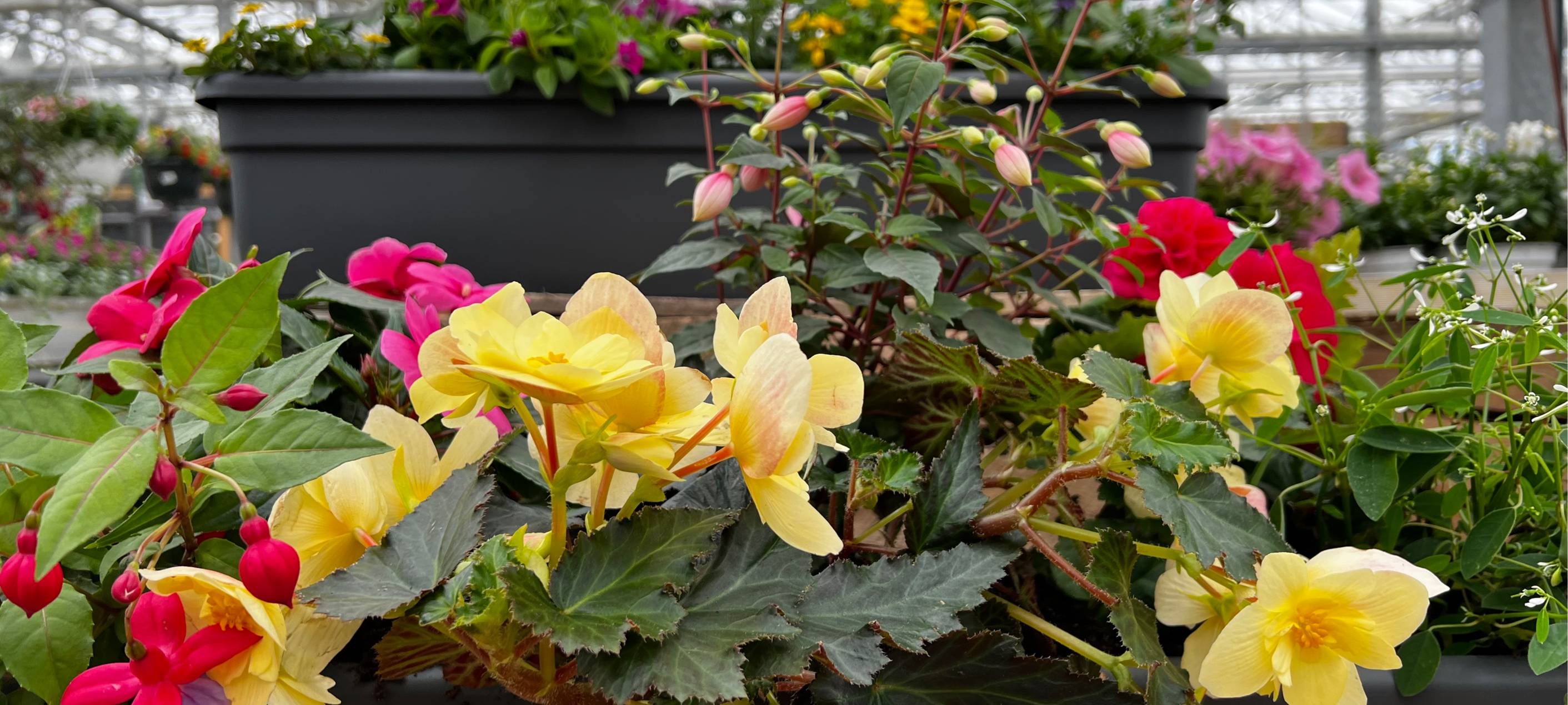 Der Antenne Unna-Garten: #04 Balkonkästen