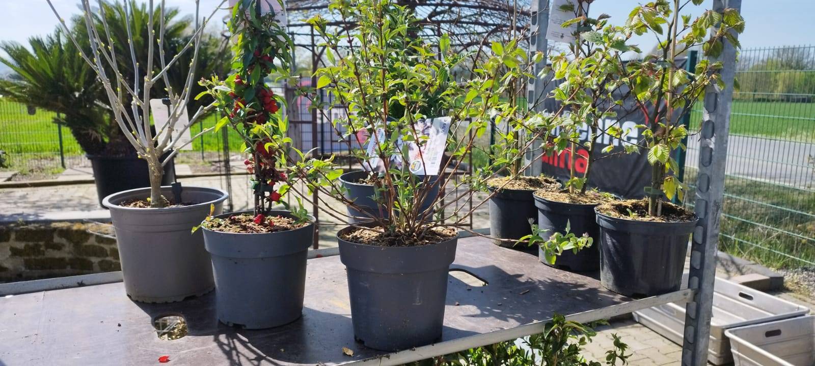 Der Antenne Unna-Garten: #05 Die Hecke