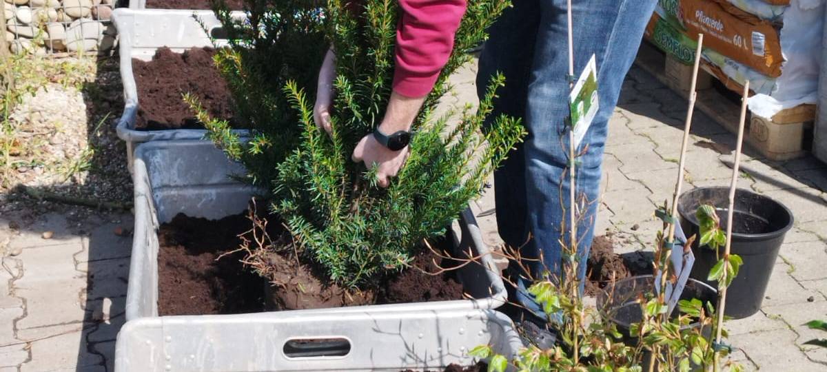 Der Antenne Unna-Garten: #05 Die Hecke