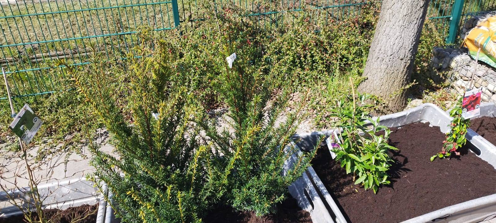 Der Antenne Unna-Garten: #05 Die Hecke
