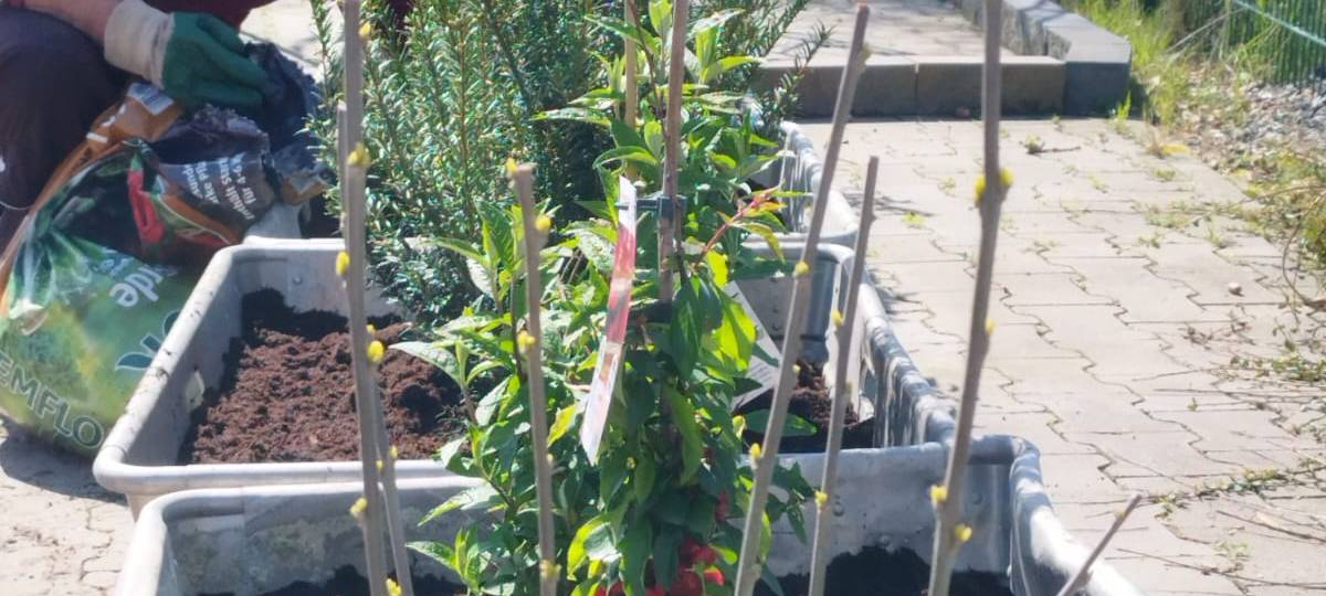 Der Antenne Unna-Garten: #05 Die Hecke