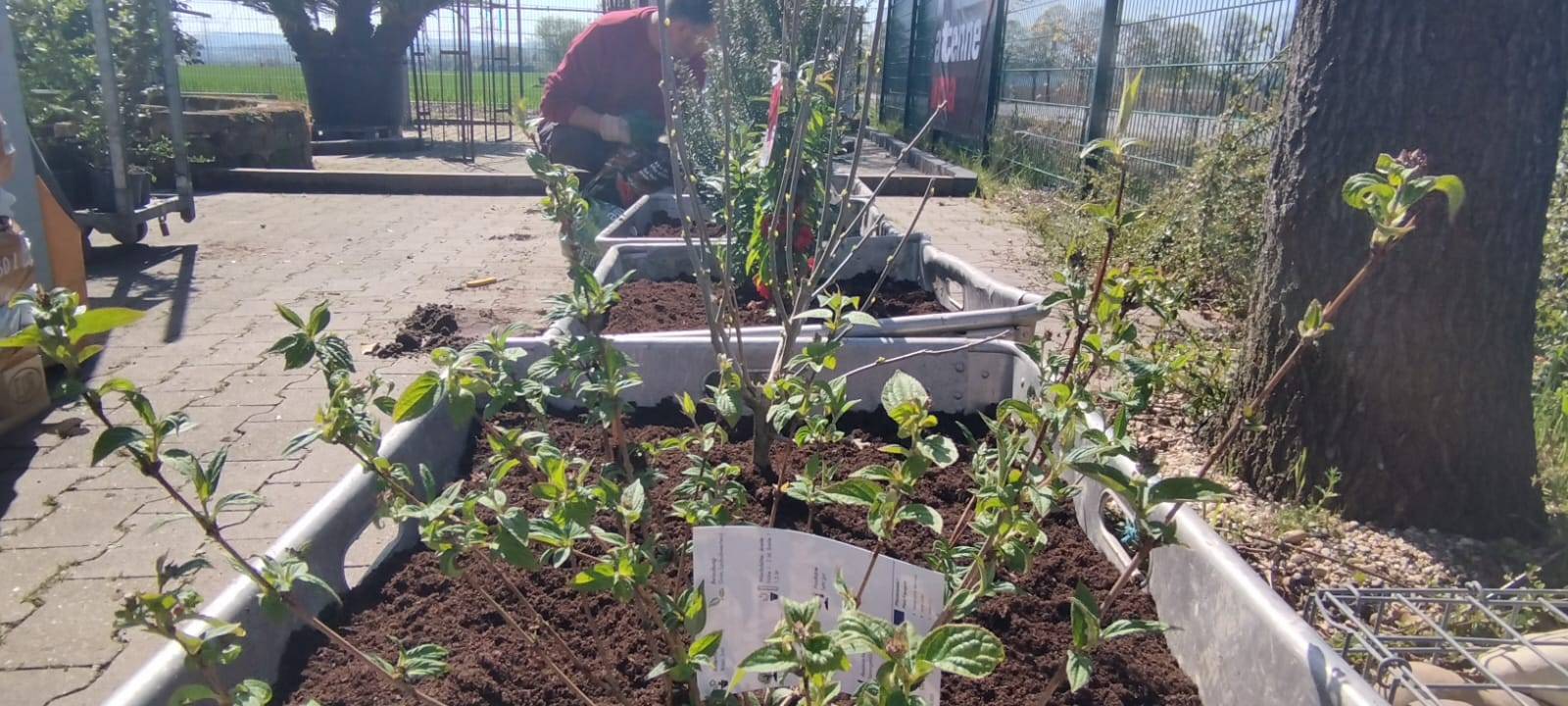 Der Antenne Unna-Garten: #05 Die Hecke