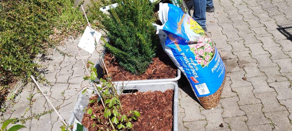 Der Antenne Unna-Garten: #05 Die Hecke