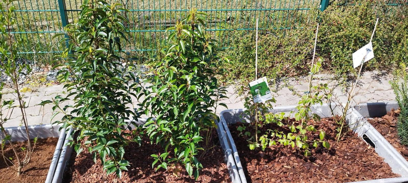 Der Antenne Unna-Garten: #05 Die Hecke