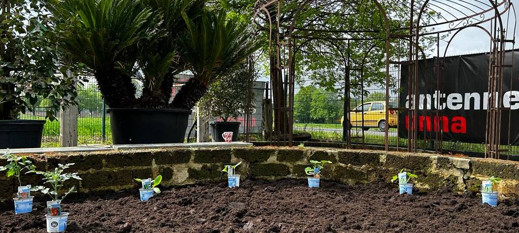 Der Antenne Unna-Garten: #06 Gemüsebeet