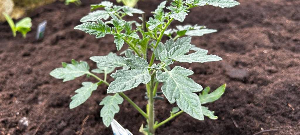 Der Antenne Unna-Garten: #06 Gemüsebeet