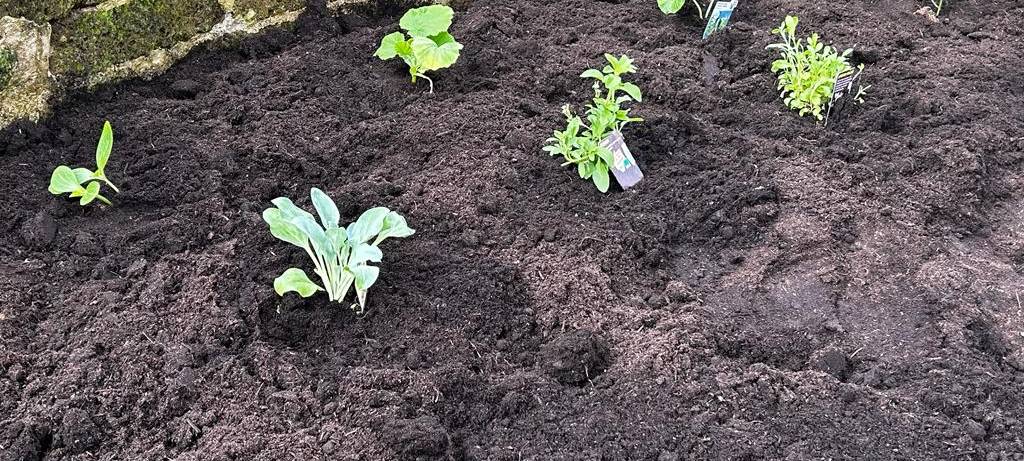 Der Antenne Unna-Garten: #06 Gemüsebeet