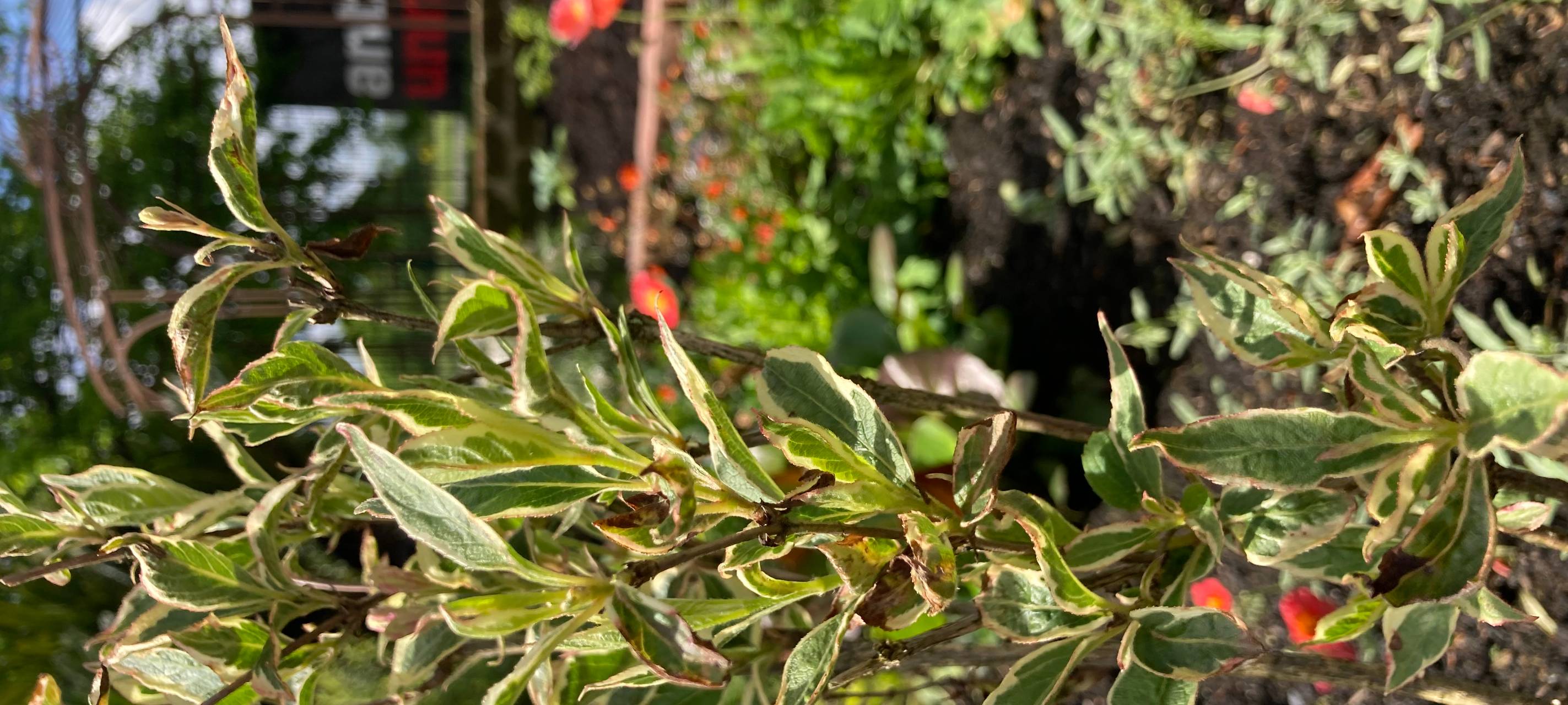 Der Antenne Unna-Garten: #07 Blattläuse & Schnecken