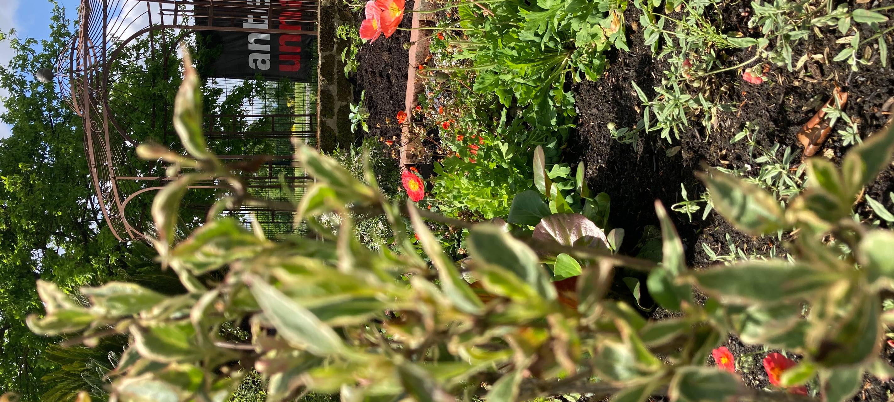 Der Antenne Unna-Garten: #07 Blattläuse & Schnecken