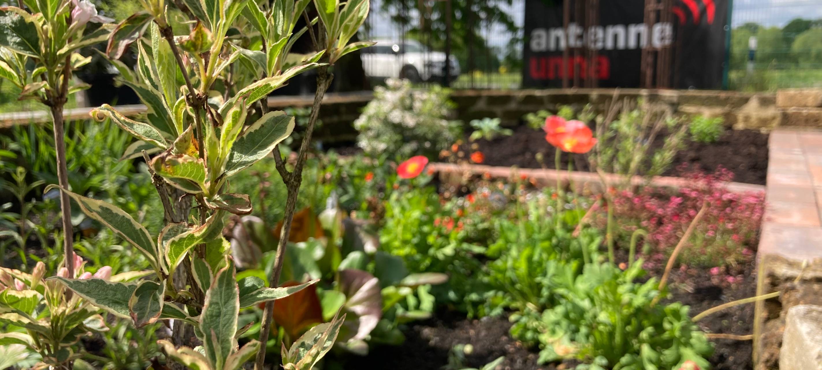 Der Antenne Unna-Garten: #07 Blattläuse & Schnecken