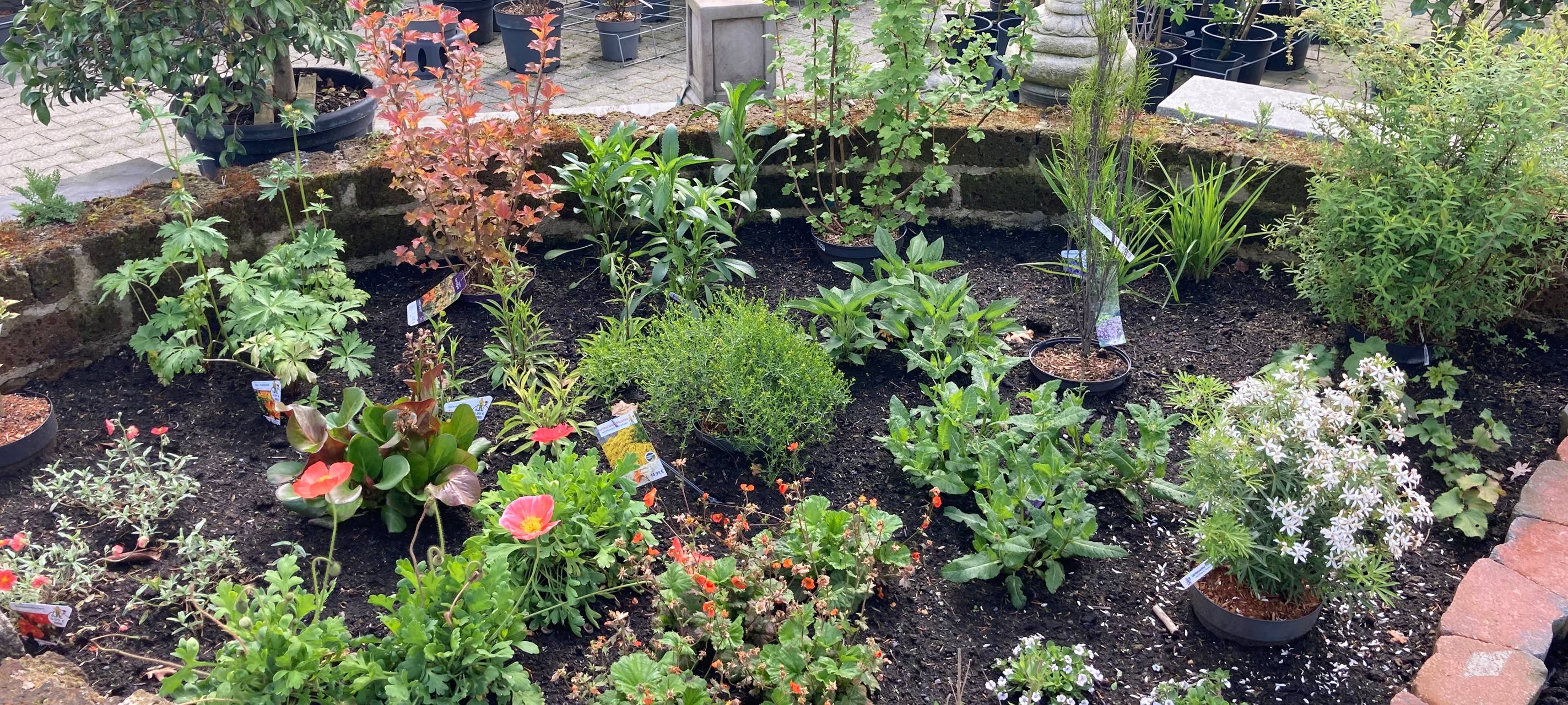 Der Antenne Unna-Garten: #07 Blattläuse & Schnecken