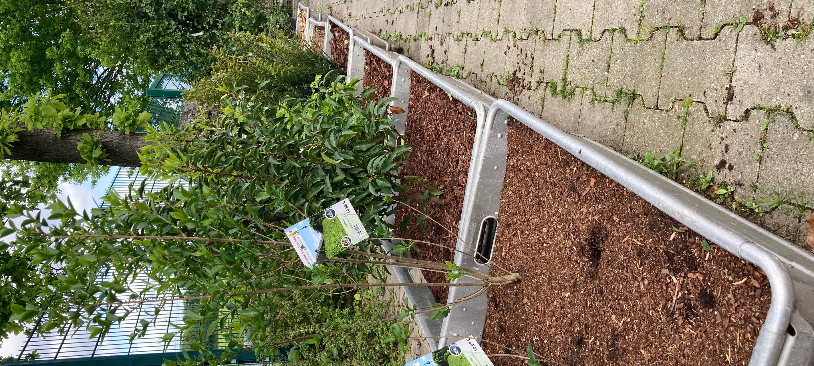 Der Antenne Unna-Garten: #07 Blattläuse & Schnecken