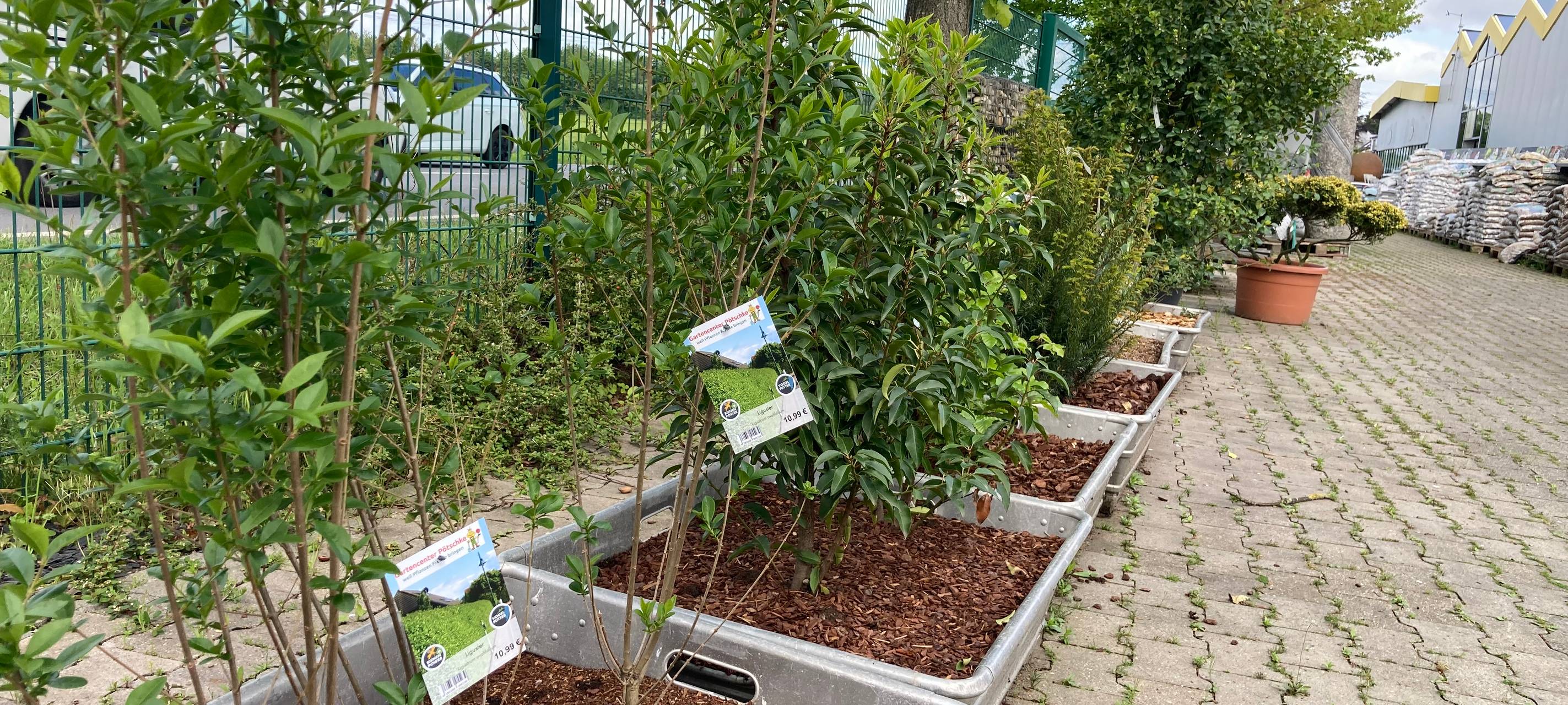 Der Antenne Unna-Garten: #07 Blattläuse & Schnecken