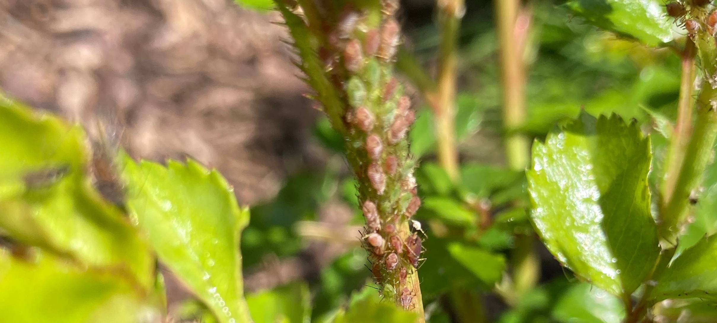 Der Antenne Unna-Garten: #07 Blattläuse & Schnecken