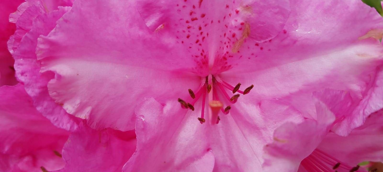 Der Antenne Unna-Garten: #08 Kletterpflanzen