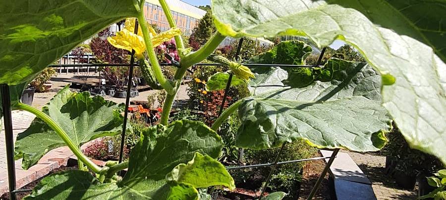 Der Antenne Unna-Garten: #09 Bewässerung