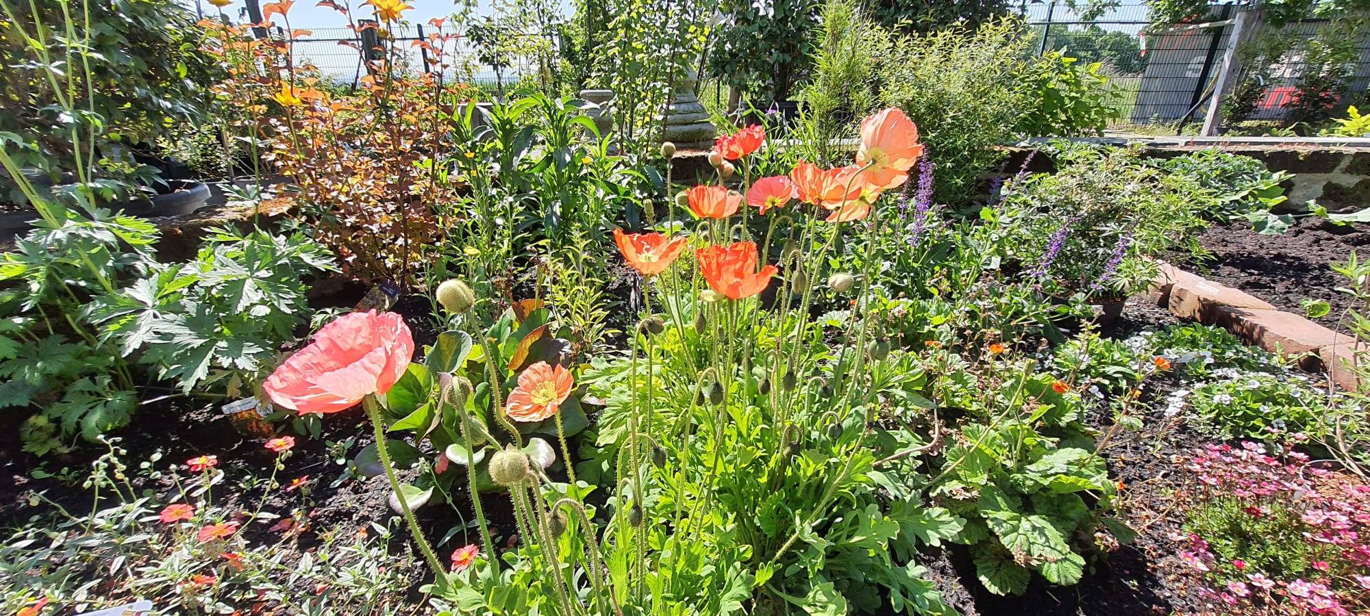 Der Antenne Unna-Garten: #09 Bewässerung