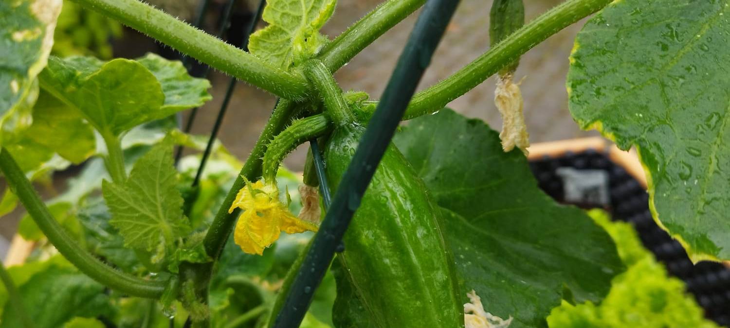 Der Antenne Unna-Garten: #10 Deko