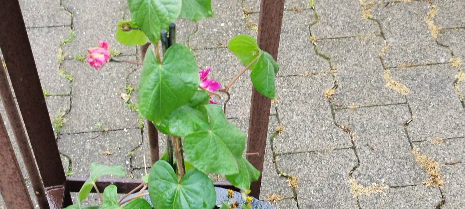 Der Antenne Unna-Garten: #10 Deko