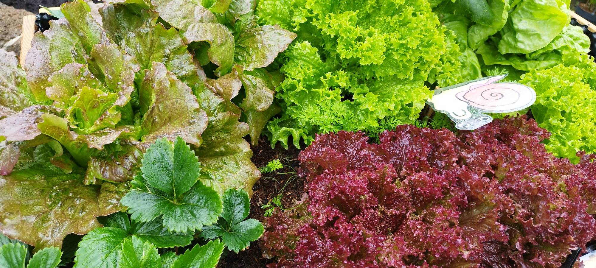 Der Antenne Unna-Garten: #10 Deko