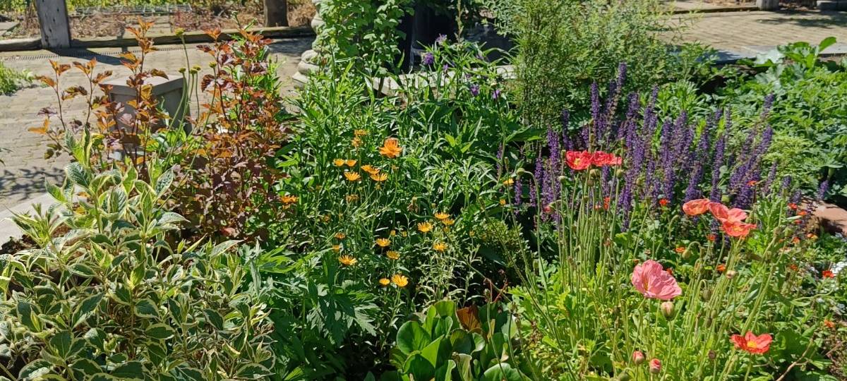 Der Antenne Unna-Garten: #11 Rasen