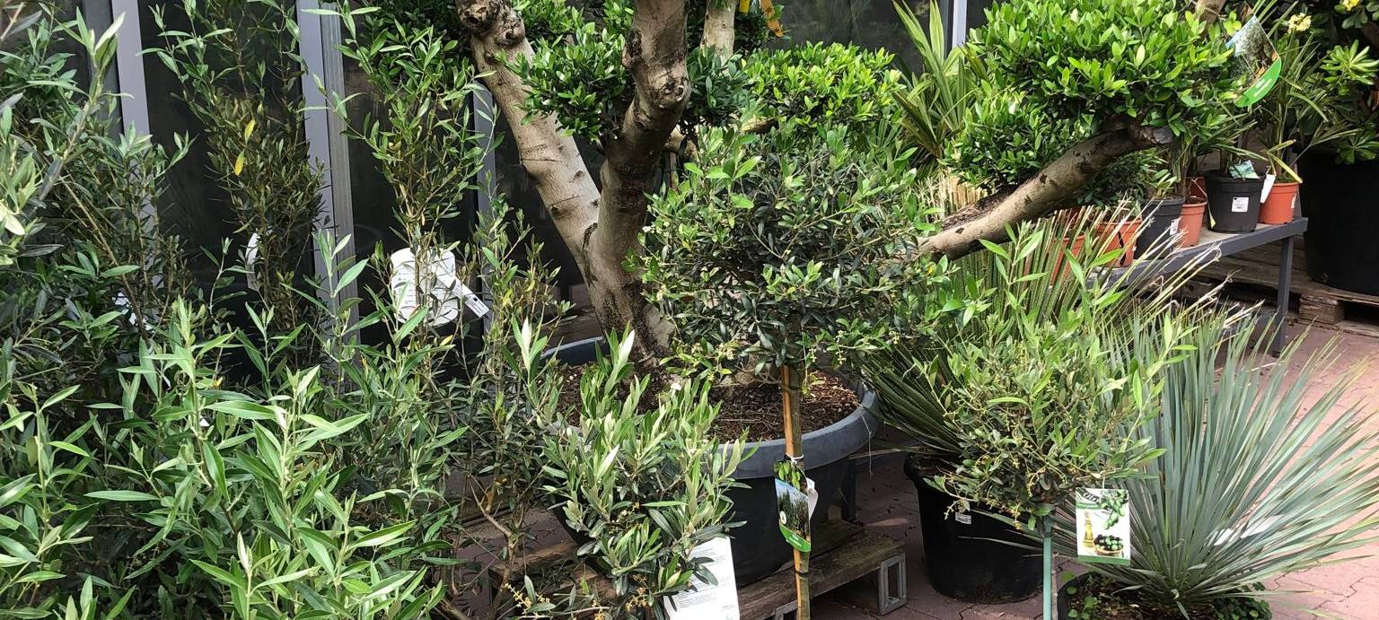 Der Antenne Unna-Garten: #12 Sommerflair