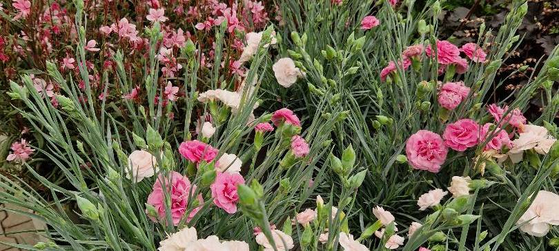 Der Antenne Unna-Garten: #13 Stauden