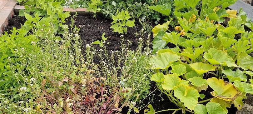 Der Antenne Unna-Garten: #13 Stauden