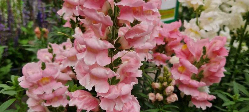 Der Antenne Unna-Garten: #13 Stauden