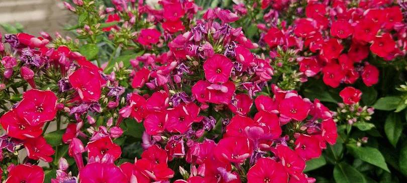 Der Antenne Unna-Garten: #13 Stauden