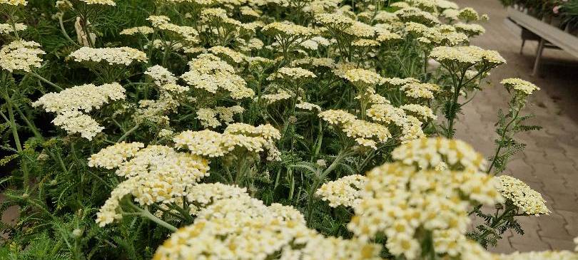 Der Antenne Unna-Garten: #13 Stauden