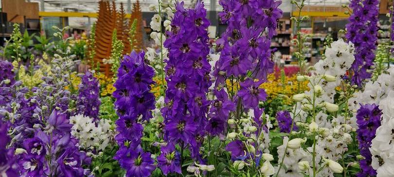 Der Antenne Unna-Garten: #13 Stauden