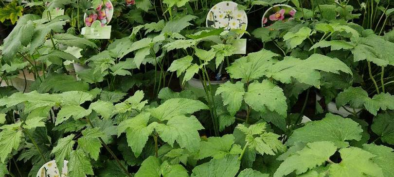 Der Antenne Unna-Garten: #13 Stauden