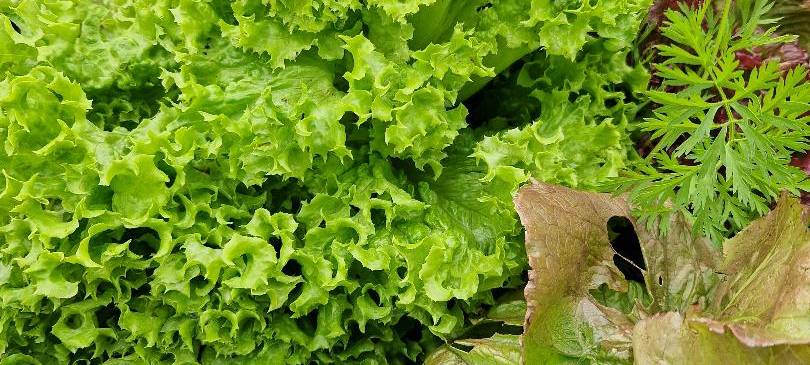 Der Antenne Unna-Garten: #13 Stauden