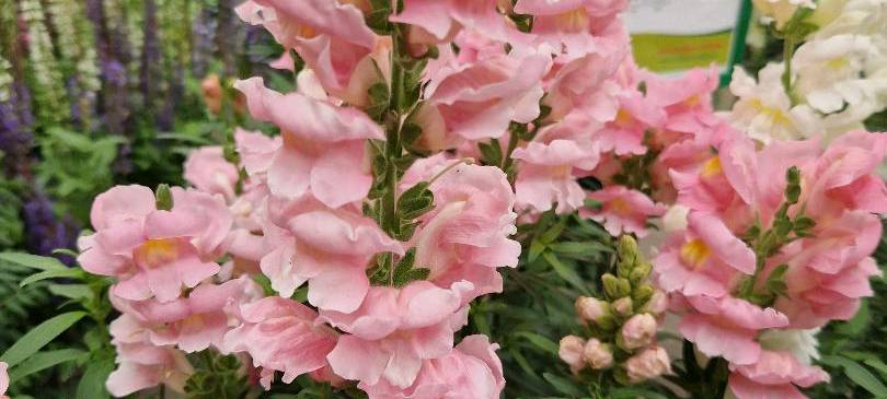 Der Antenne Unna-Garten: #13 Stauden