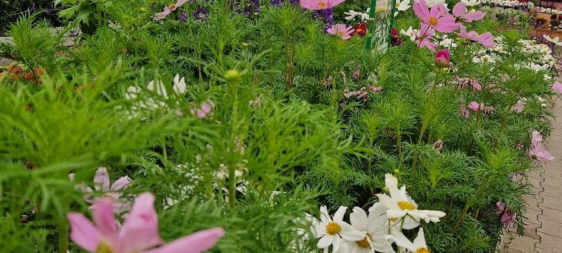 Der Antenne Unna-Garten: #13 Stauden