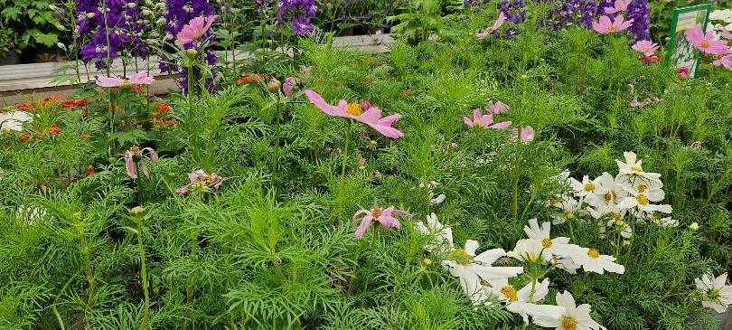 Der Antenne Unna-Garten: #13 Stauden